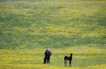 mare and foal